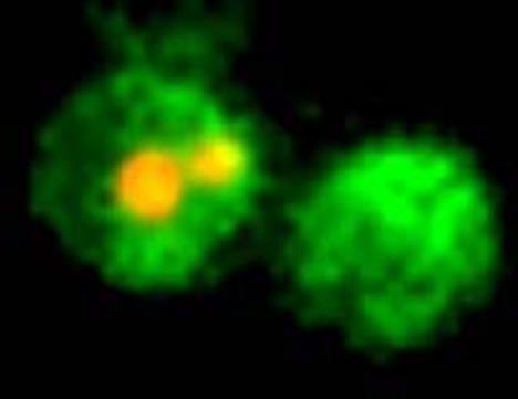 eGFP-Annexin V staining